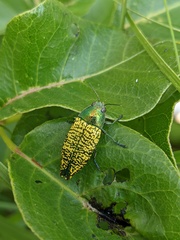 Buprestis confluenta
