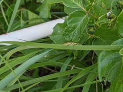 Buprestis confluenta