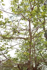 Lagerstroemia microcarpa