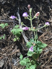 Penstemon personatus