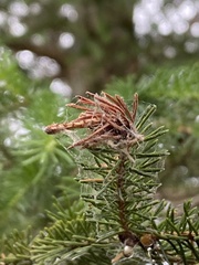 Pineus similis