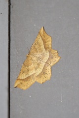 Euchlaena tigrinaria