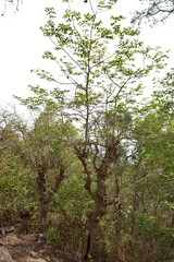 Lagerstroemia microcarpa