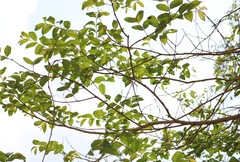 Lagerstroemia microcarpa