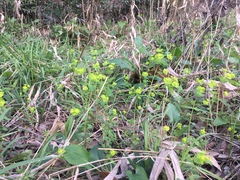 Euphorbia roemeriana
