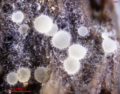 Arachnopeziza delicatula