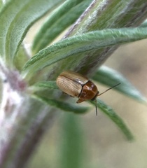 Cryptocephalus fulvus