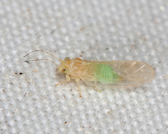 Cacopsylla annulata
