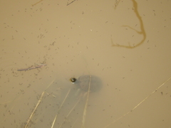 Kinosternon integrum