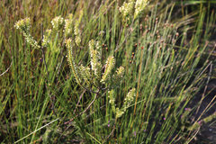 Struthiola parviflora