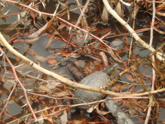 Kinosternon integrum