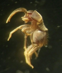 Myrmecophilus acervorum