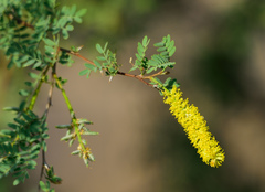 Prosopis pubescens