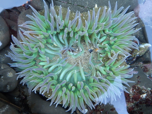 Giant Green Anemone, photo 3 of 7