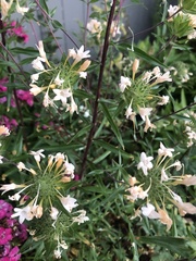 Collomia grandiflora