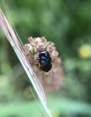 Cryptocephalus moraei