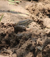 Lithobates blairi