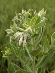 Lithospermum occidentale