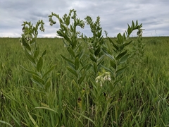 Lithospermum occidentale