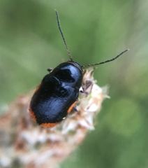 Cryptocephalus moraei