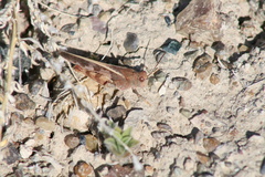 Cratypedes lateritius