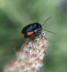 Cryptocephalus moraei