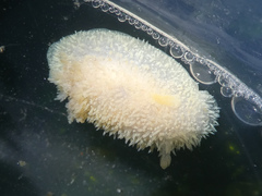 Acanthodoris