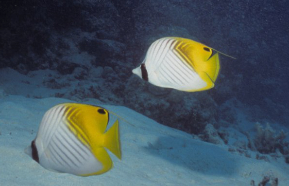 Threadfin butterflyfish