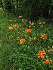 Hemerocallis fulva kwanso