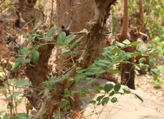 Lagerstroemia microcarpa