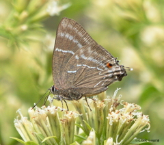 Parrhasius selika