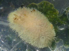 Acanthodoris