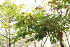 Lagerstroemia microcarpa