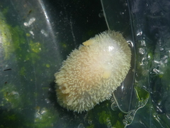 Acanthodoris