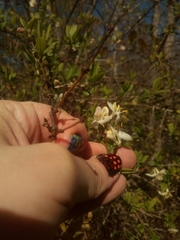 Lonicera fragrantissima