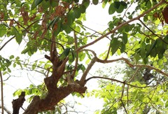 Lagerstroemia microcarpa