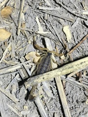 Centruroides vittatus