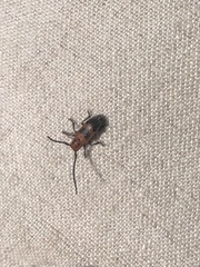 Tetraopes melanurus