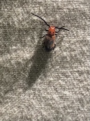 Tetraopes melanurus
