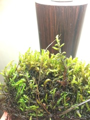 Scorpidium scorpioides