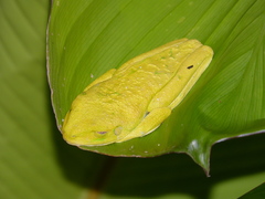 Agalychnis