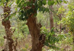Lagerstroemia microcarpa