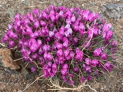 Oxytropis aciphylla