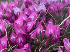 Oxytropis aciphylla