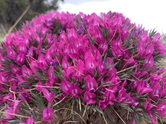 Oxytropis aciphylla