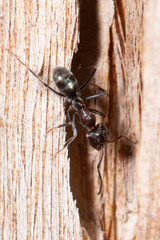 Iridomyrmex rufoniger