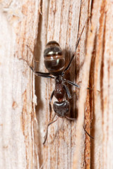 Iridomyrmex rufoniger