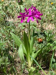 Primula nivalis subintegerrima