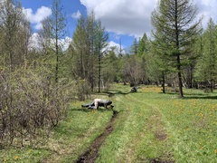 Primula nivalis subintegerrima