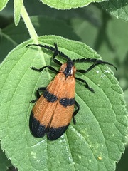 Calopteron reticulatum